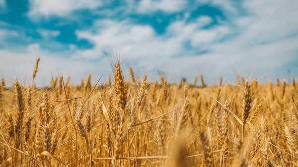 Automatisk håndtering af flere tusind læs korn – og med potentiale til meget, meget mere